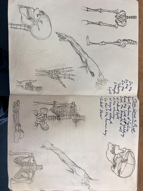 Year 8 Anatomy Main Lesson