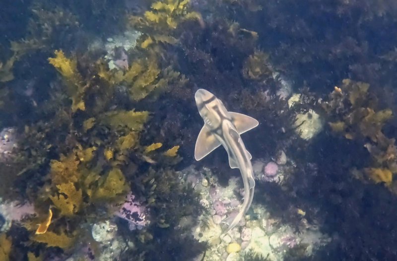 Year 9 Marine Studies | Snorkelling at Shelly Beach