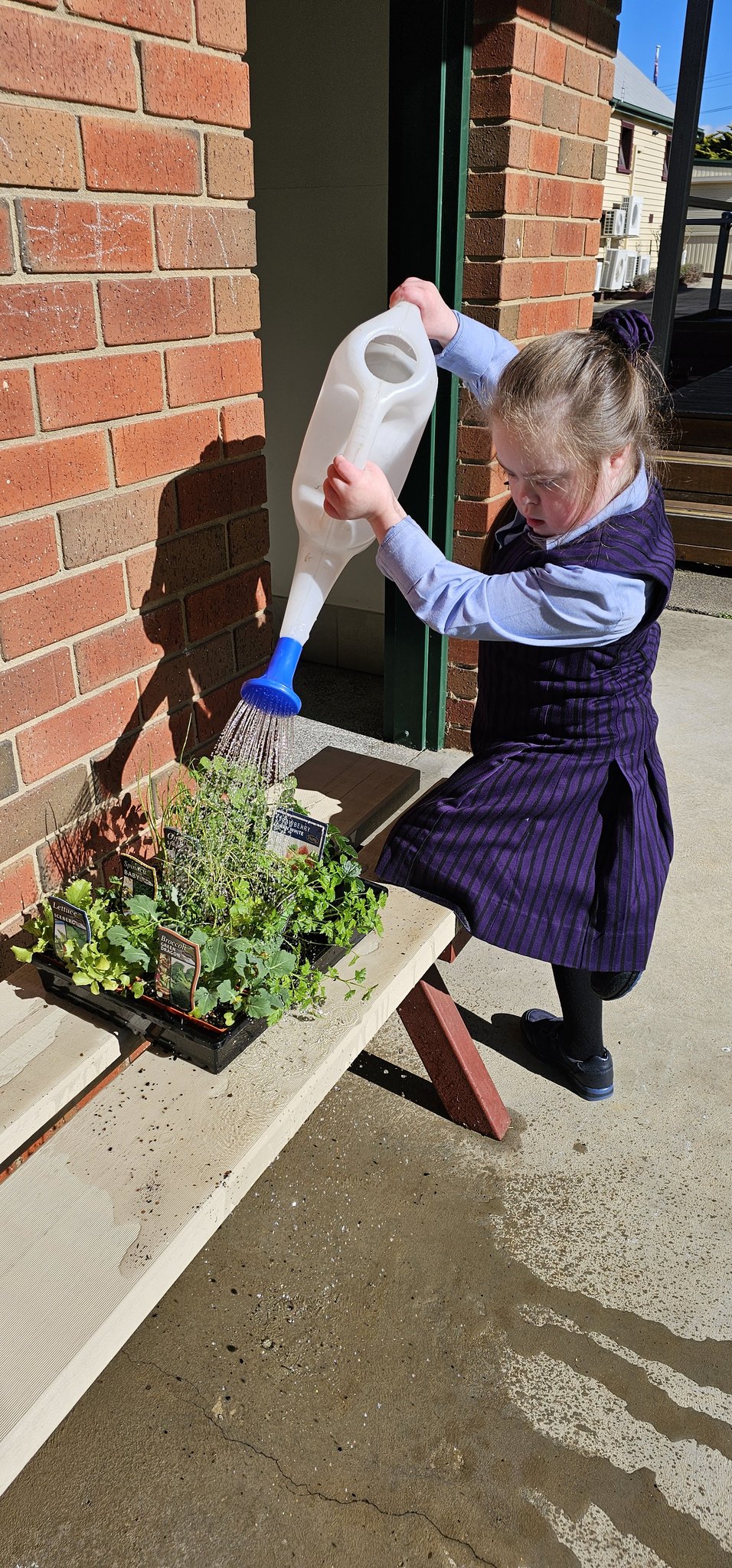 Ruby watering.jpg