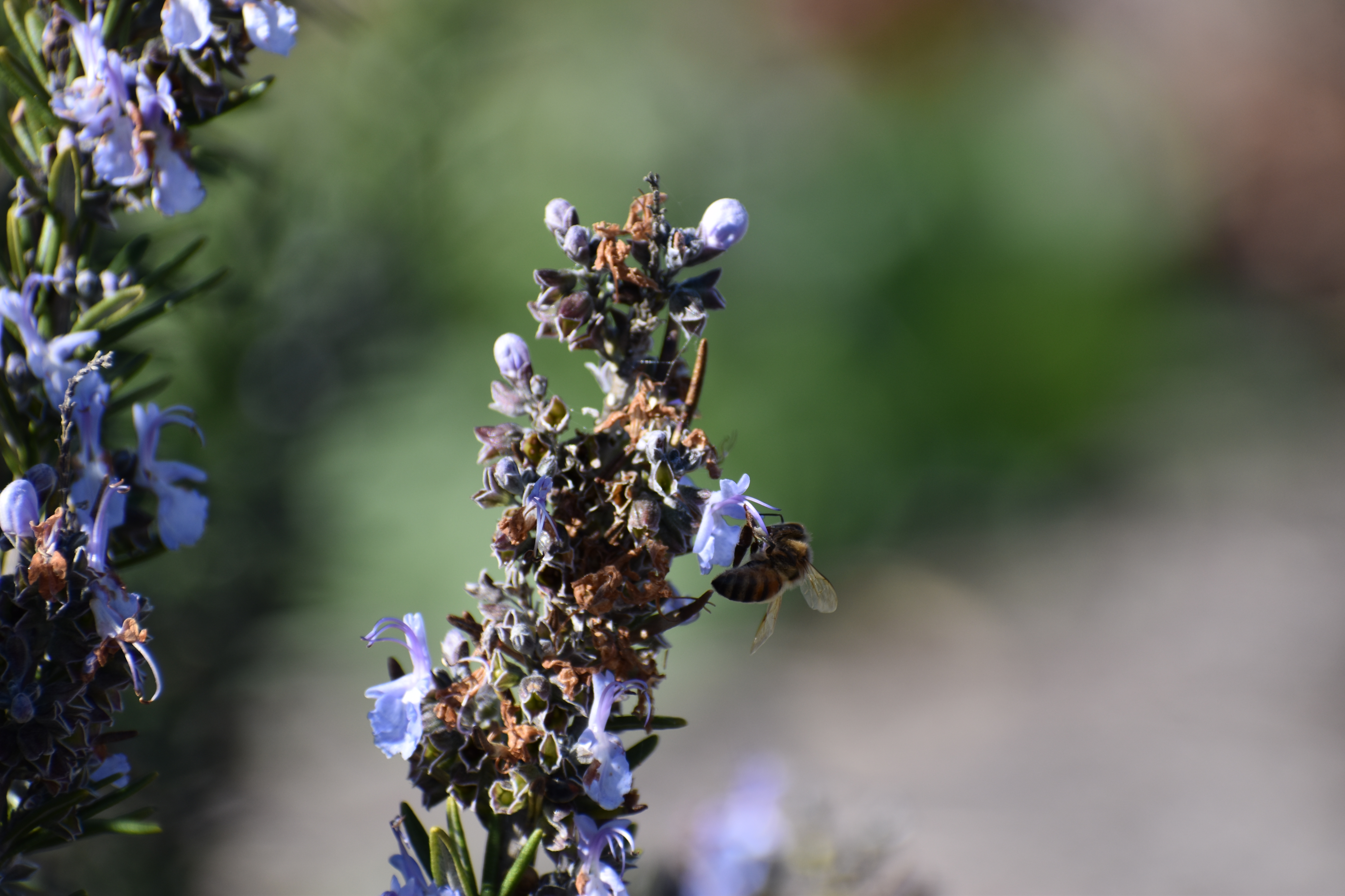 DSC_0586.JPG
