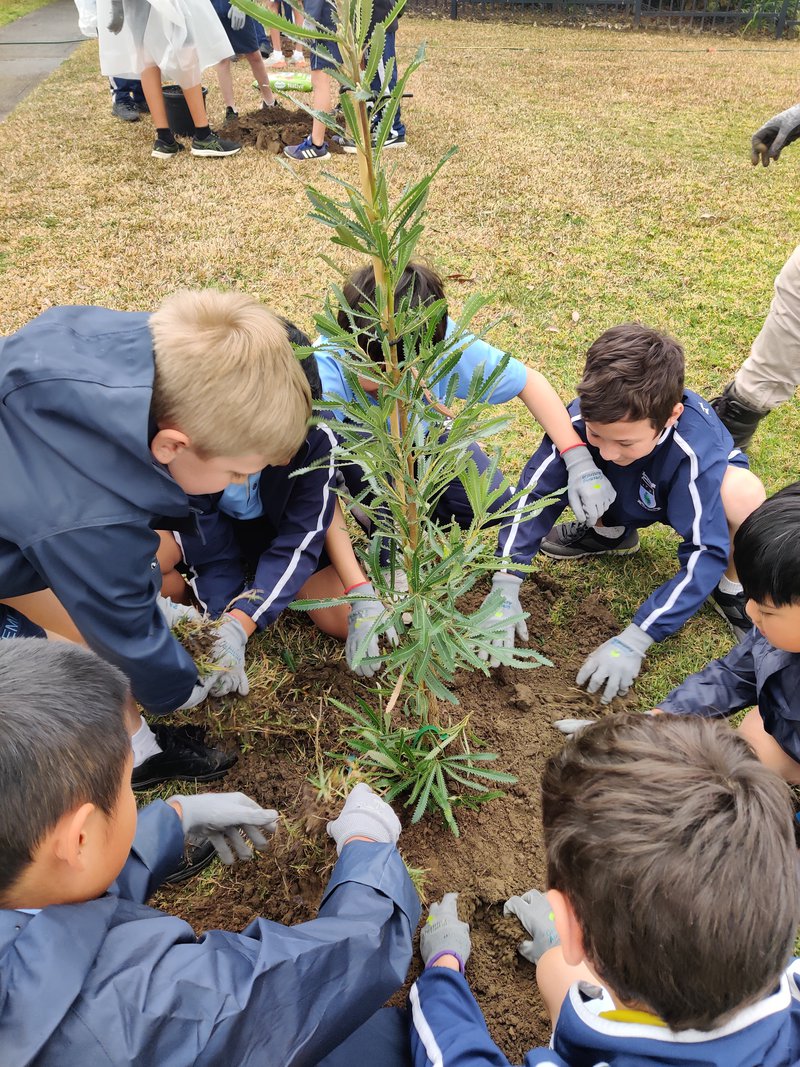 Year 5 Cooling The Schools Tree Planting Day